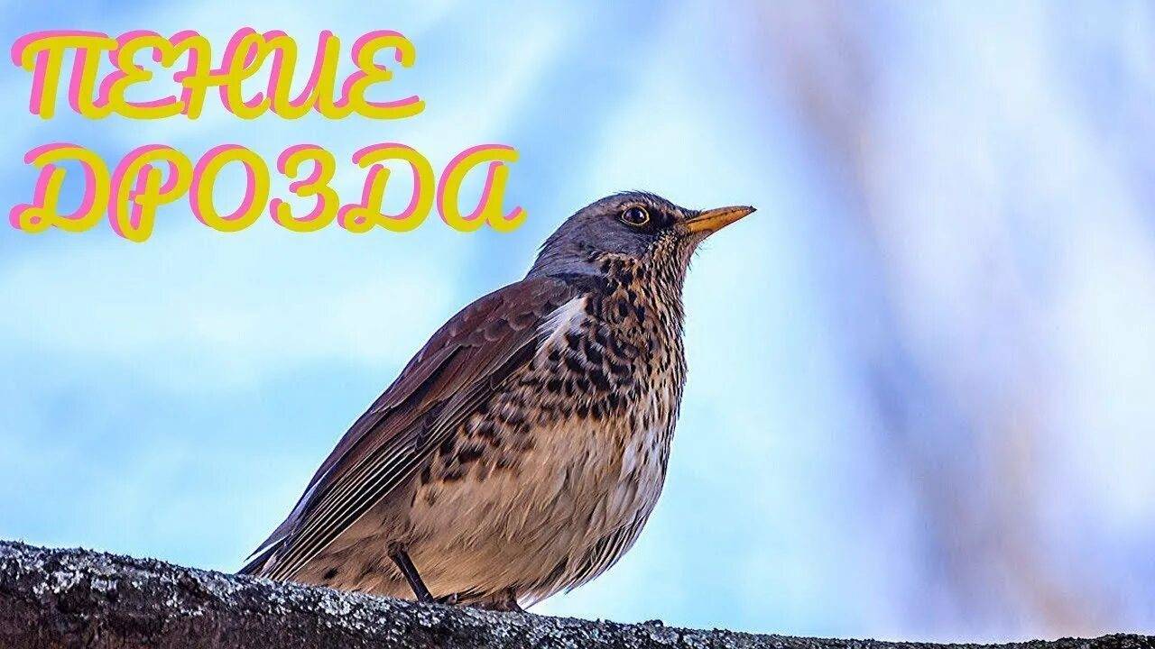 Великолепное пение дрозда