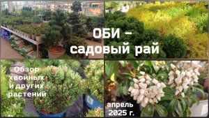 ОБИ - садовый рай. Обзор хвойных и других растений.