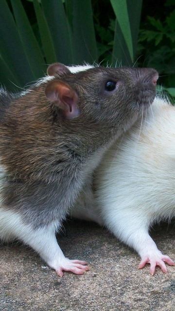 Rats can be tickled смотреть онлайн