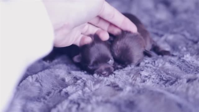 Новое пополнение: у нас родились щенки чихуахуа! 🐣❤️ смотреть онлайн