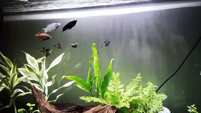 Tetra Fun Tips Feeding First Impressions смотреть онлайн
