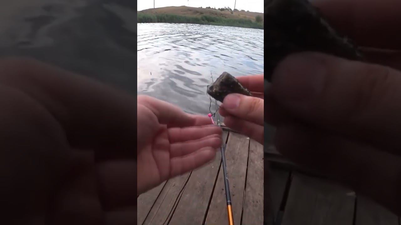 Уловистый макушатник #рыбалка #карась #fishing #макушатник #shorts смотреть онлайн