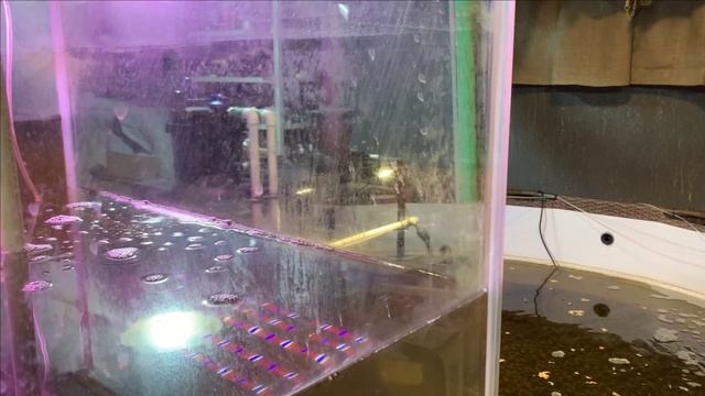 Пруд в гараже.Планы на судьбу карпа КОИ смотреть онлайн