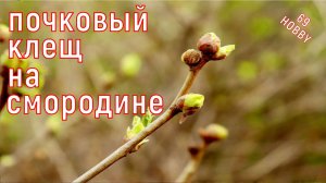 Срочно! ПОЧКОВЫЙ клещ на смородине! Не останься без урожая!