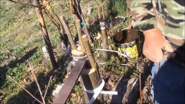 Innesti su castagno смотреть онлайн