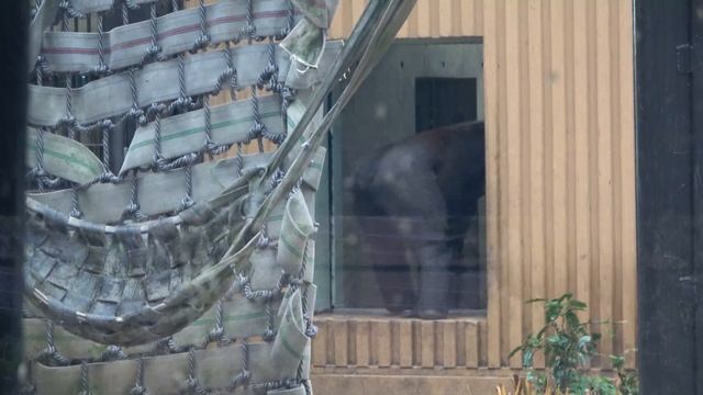Gentaro on rainy day. His expression is too funny.【Kyoto Zoo, Gorilla,ゴリラ смотреть онлайн
