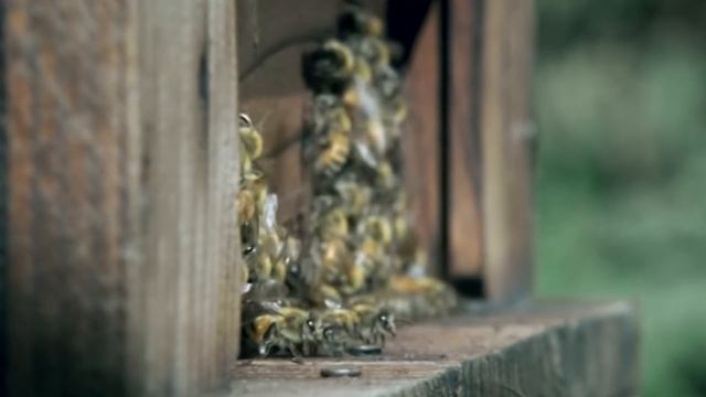 Asian Giant Hornets (for school) смотреть онлайн