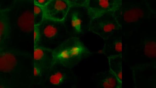 Microtubules and DNA in the dividing Xenopus epithelium смотреть онлайн
