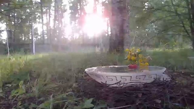 24/7 Живой стрим. Бассейн для птиц. Otseülekanne. Linnuvann. Live stream. Birdbath. 30/06/2024 смотреть онлайн