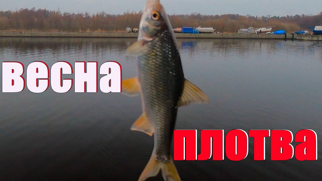 Зеленоградская плотва смотреть онлайн