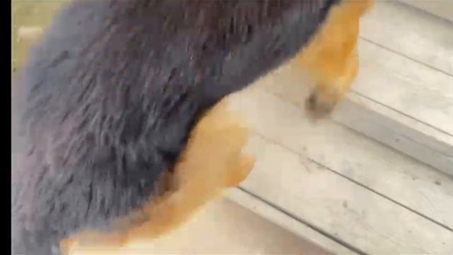 МОЮ СОБАКУ ПРИВЯЗАЛИ, ЧУЖИЕ ЛЮДИ ! смотреть онлайн