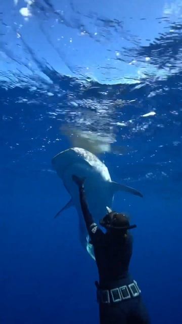 Andy Going under instead of over 😳 #tigershark #sharkdiving #sharkdiver #savesharks #ocean смотреть онлайн