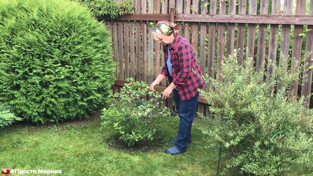 Голубика садовая. Какая у меня в саду растет голубика. смотреть онлайн