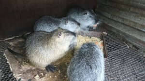 НУТРЯТ оставляем с самками. Кормим НУТРИЙ пораньше. 25.03.25