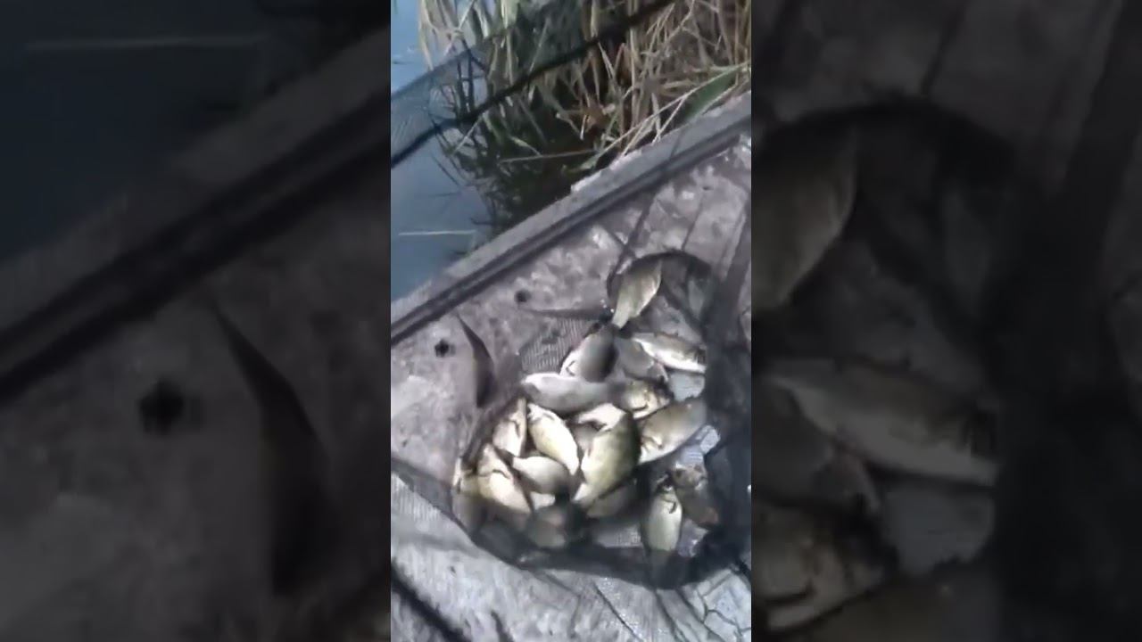 Улов за четыре часа #карась #рыбалка #fishing #донка #shorts смотреть онлайн