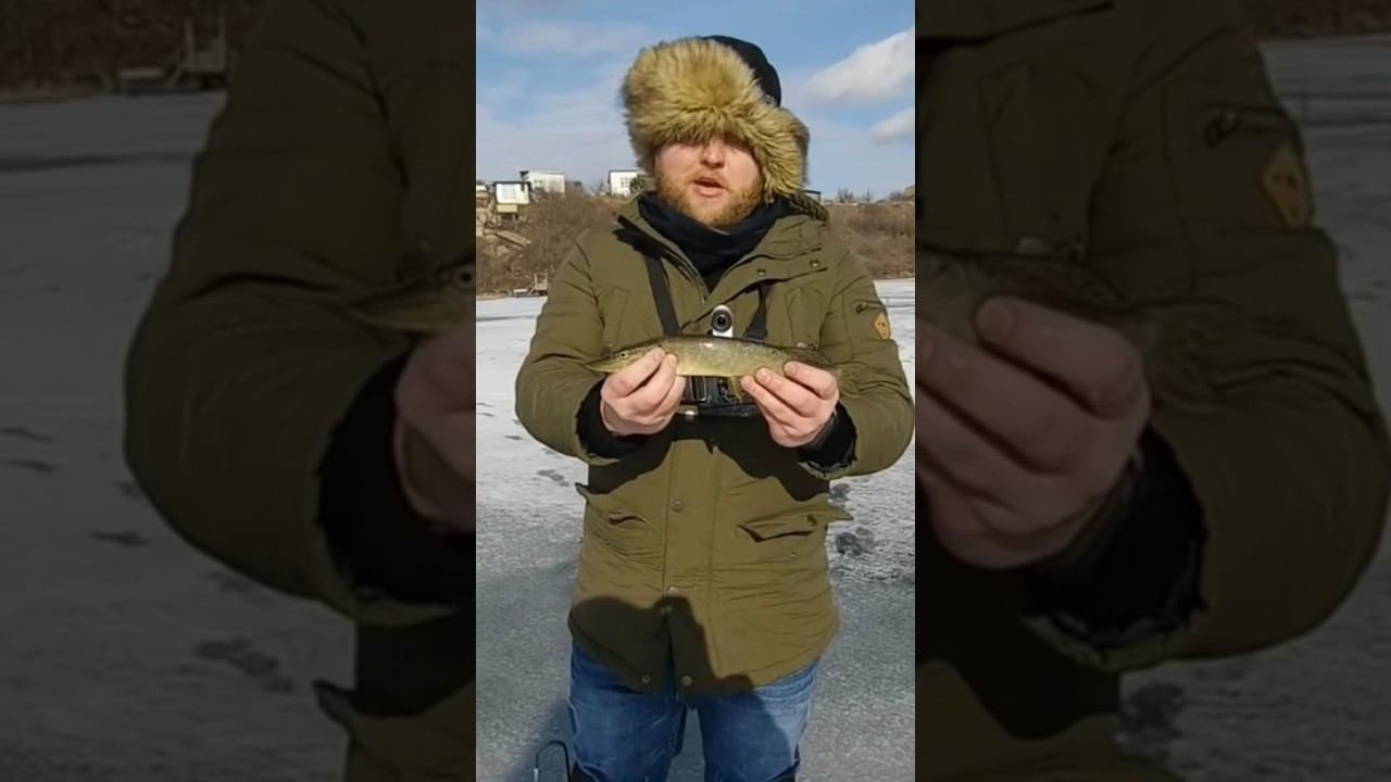 Мелочь, а приятно #рыбалка #зимняяловлярыбы #щуканажерлицы #shorts смотреть онлайн