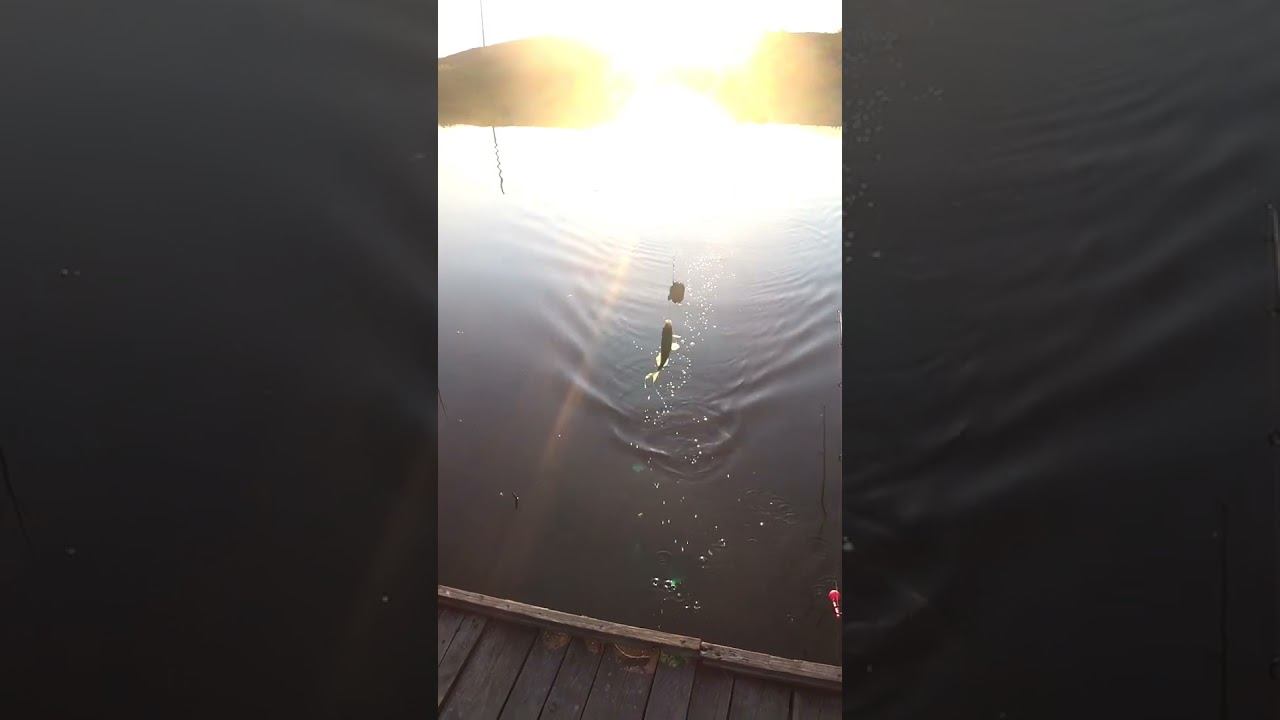 Внимание на сторожок! #рыбалка #fishing #донка #shorts смотреть онлайн