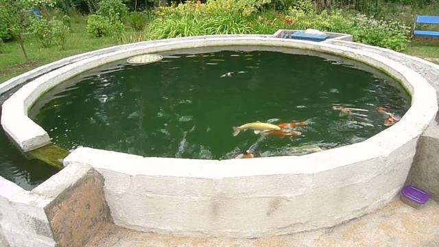 Japāņu Koi karpas 1 klases/ Японские карпы Кои 1 класса смотреть онлайн
