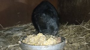 Черныш - злится, Сварщик - буянит, самцы - дерутся! Вода для НУТРИЙ. 26.03.25