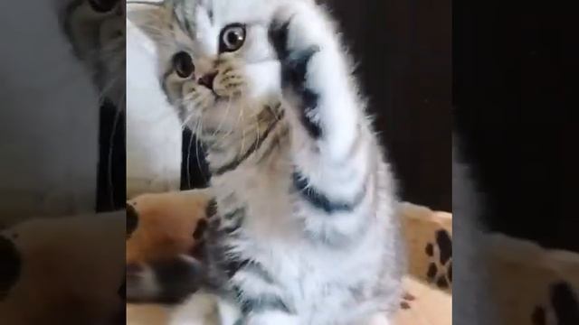 Шотландский скоттиш страйт)) 🥰 смотреть онлайн