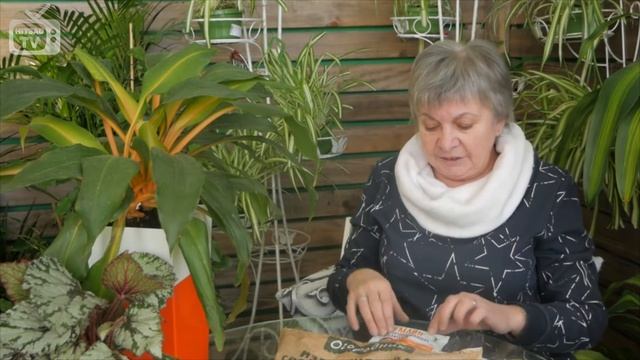 Проволочник. Как бороться с вредителем - полезные советы. смотреть онлайн