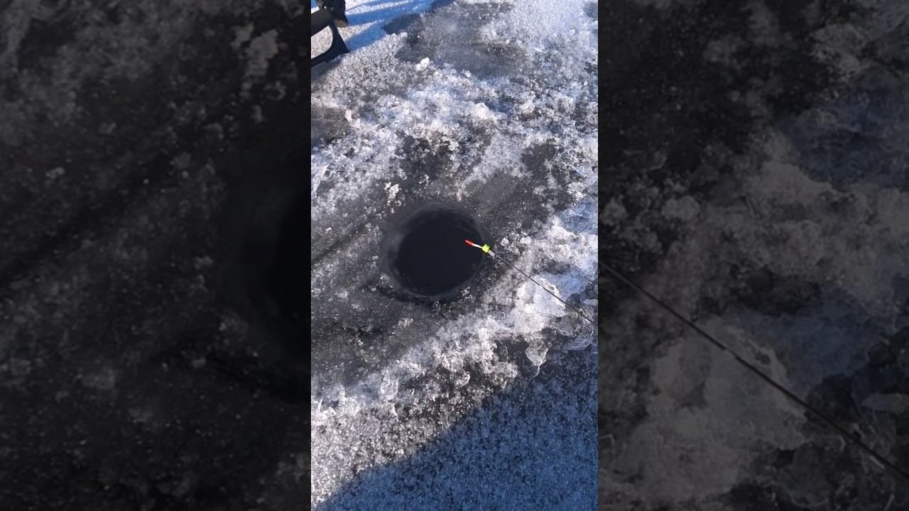 Осторожная поклёвка #рыбалка #зимняярыбалка #shorts смотреть онлайн