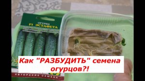 Как получить очень быстрые всходы семян огурцов