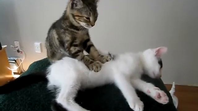 Кот делает массаж смотреть онлайн