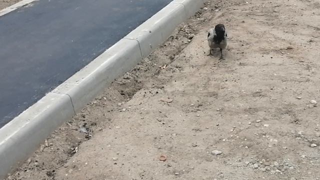 Тайная жизнь ворон \ Secret life of crows смотреть онлайн