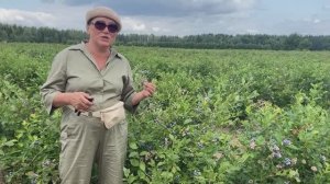 Как растет голубика у нас на плантации Часть 2