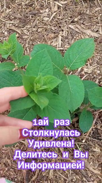 6 побегов из 1 междоузлья!Думала меня уже сложно чем-то удивить. #любимое_дело смотреть онлайн