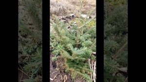 История бальзамической пихты и обзор пихты сильберлок