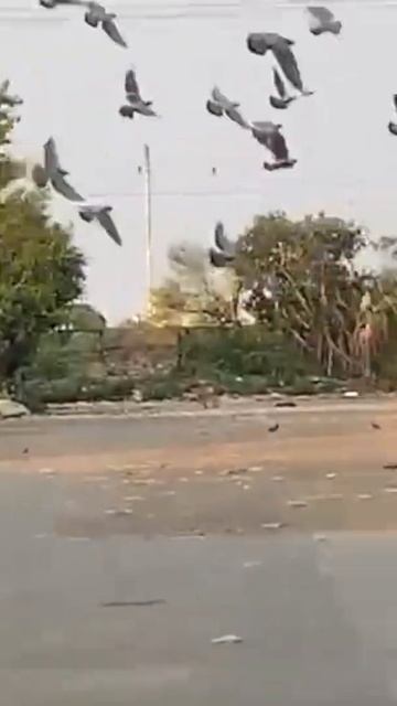 Aazad Parinde || Nature Beauty || Barish смотреть онлайн