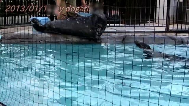 Japan Trip 2013 Tokyo "Ueno Zoo" Eared seal 21 смотреть онлайн