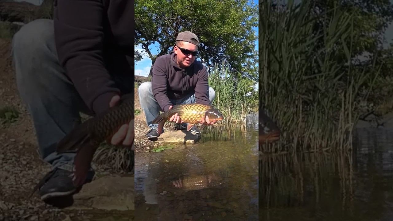 Вечерний сазан #fishing #рыбалка #карпфишинг #карповаяловля #shorts смотреть онлайн