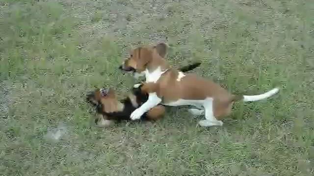 Dachshunds Sig Hansen and Dieter playing смотреть онлайн