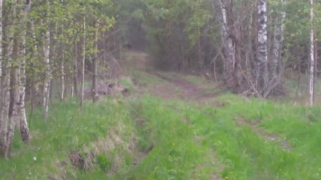 Олени между Авдеево и Рожново 17.05.2020 смотреть онлайн