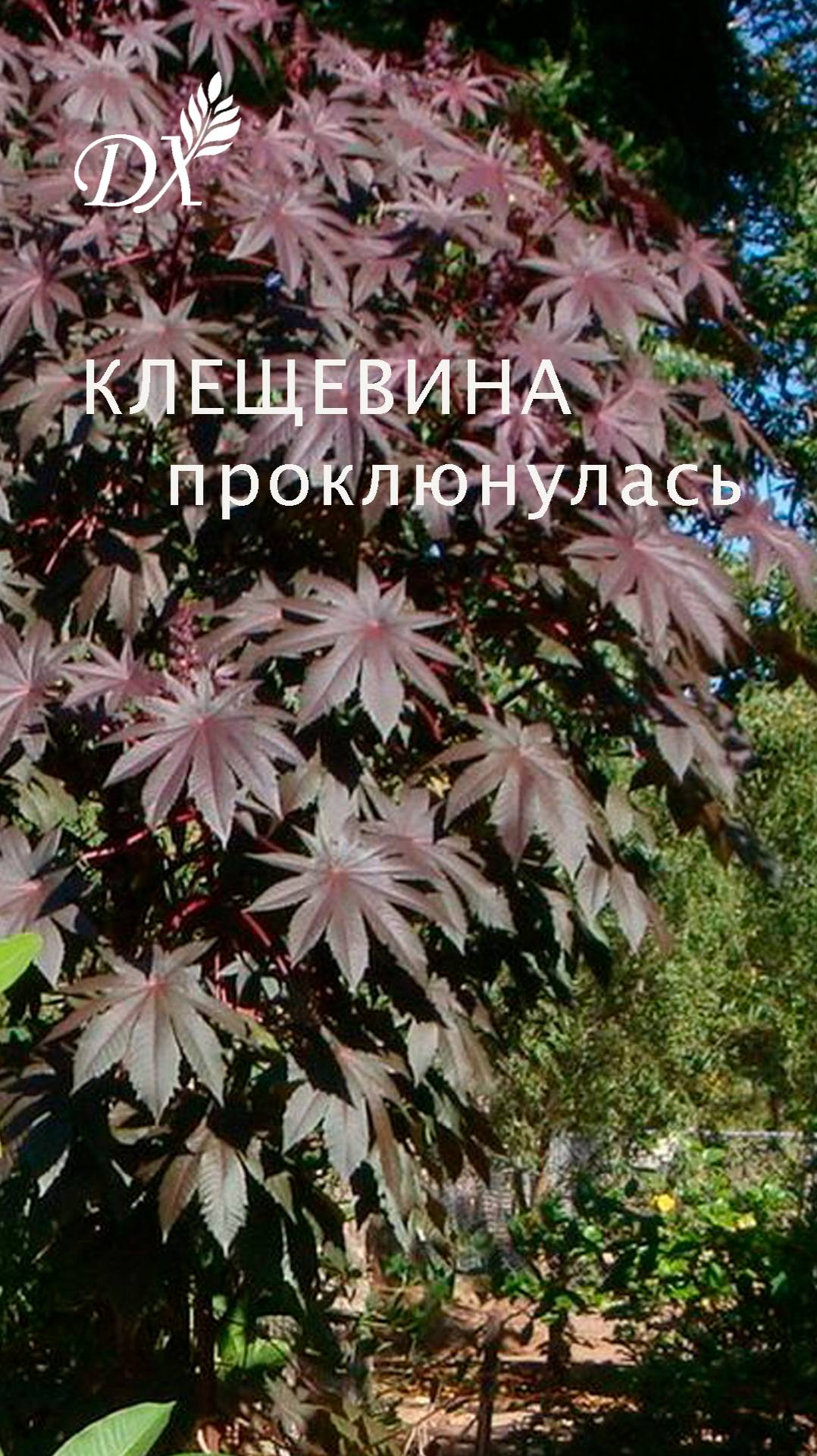 КЛЕЩЕВИНА ПРОКЛЮНУЛАСЬ