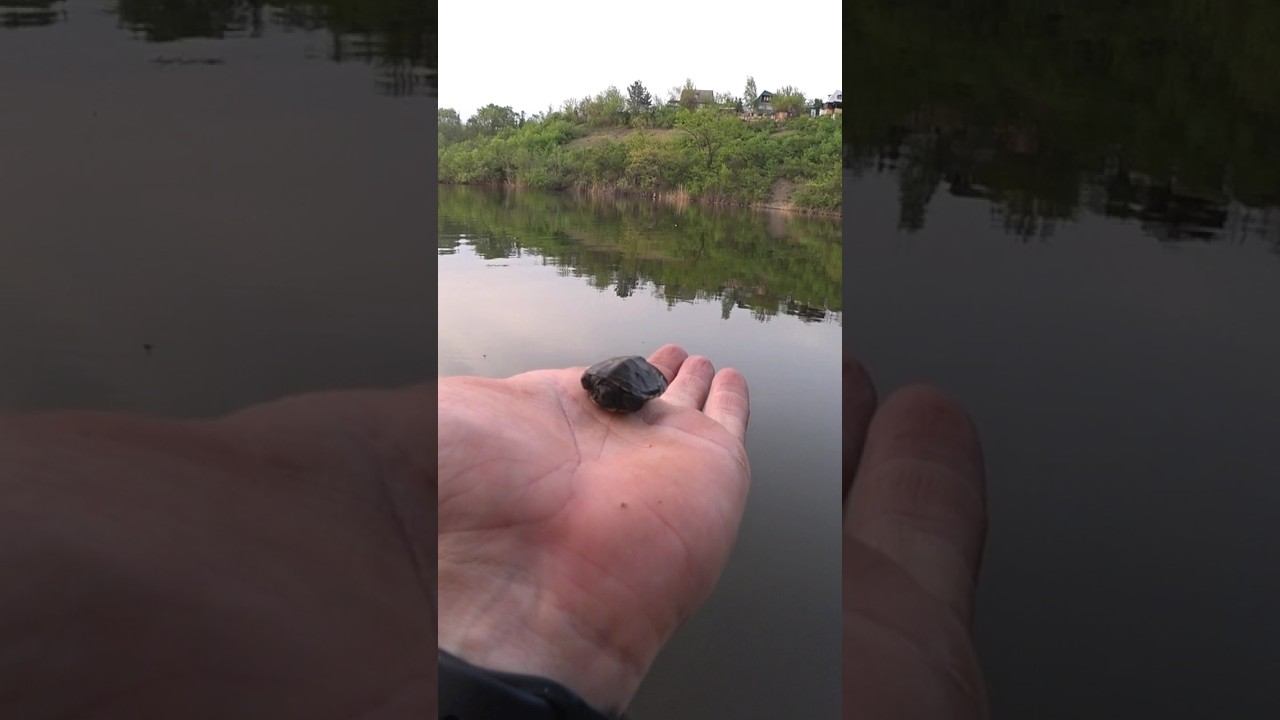 Вот так улов! #рыбалка #fishing #черепахa #shorts смотреть онлайн