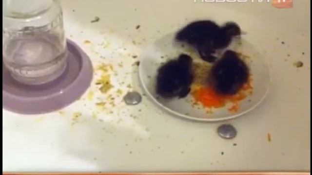 Онлайн утки смотреть онлайн