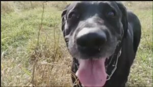 Сколько гулять с собакой?