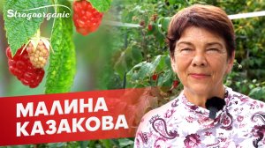Крупные и сладкие ягоды: малина Казакова / Ученицы Strogoorganic