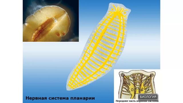 Строение плоских червей смотреть онлайн