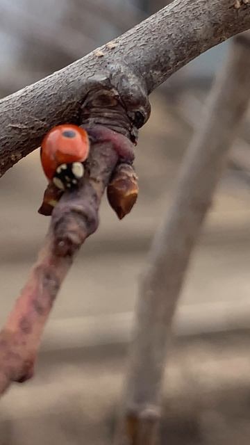 пробуждение природы смотреть онлайн