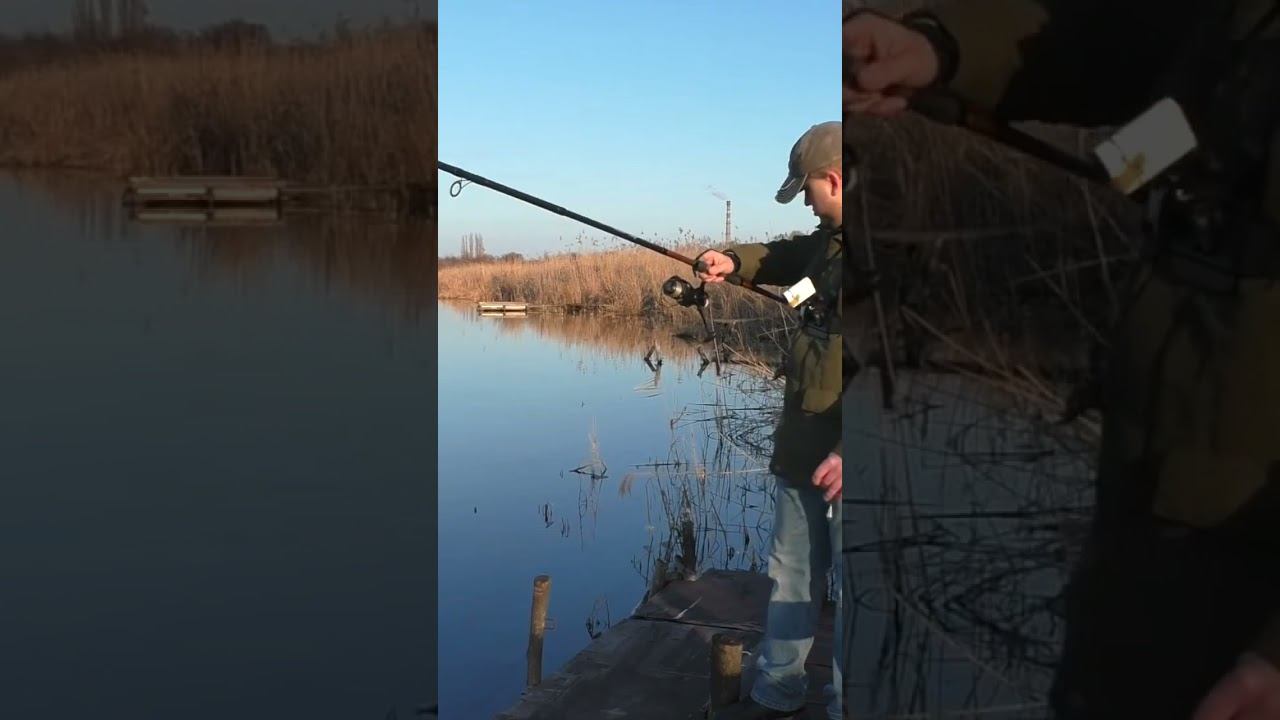 Akara geden carp #карповаяловля #рыбалка #карпфишинг #shorts смотреть онлайн