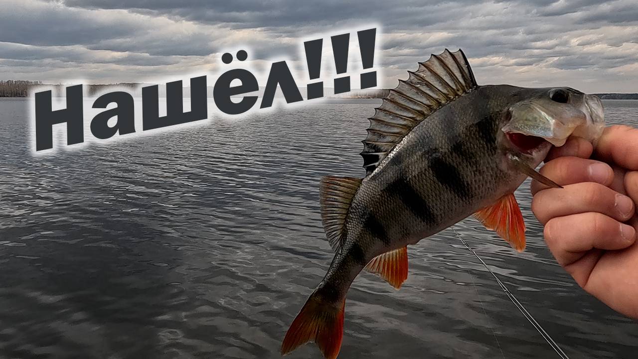 ТАКИХ КРАСАВЦЕВ СТОИТ ПОИСКАТЬ!!! Рыбалка с Ronin Rush RAIDER 2.13 3-18g. смотреть онлайн