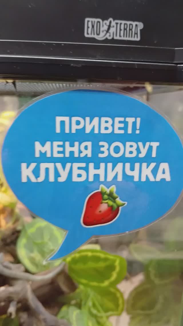 меня зовут КЛУБНИЧКА... смотреть онлайн