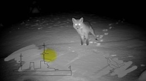 Кабаний ручей или Как я искал волка в нашем парке. Фотоловушка