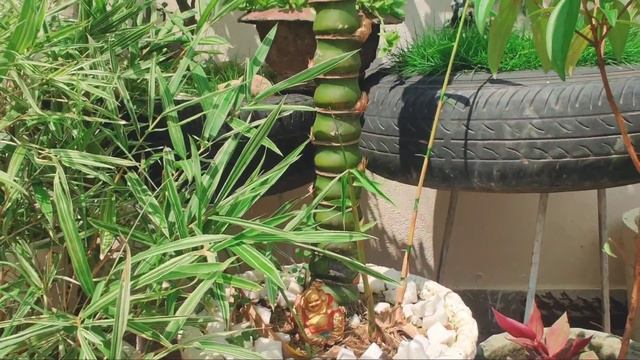 Exotic Plant | Buddha Belly Bamboo Tree | Bambusa Ventricosa | Care & Grow смотреть онлайн