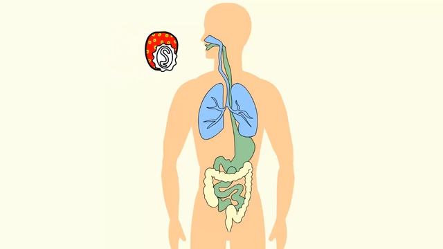 Цикл развития аскариды смотреть онлайн